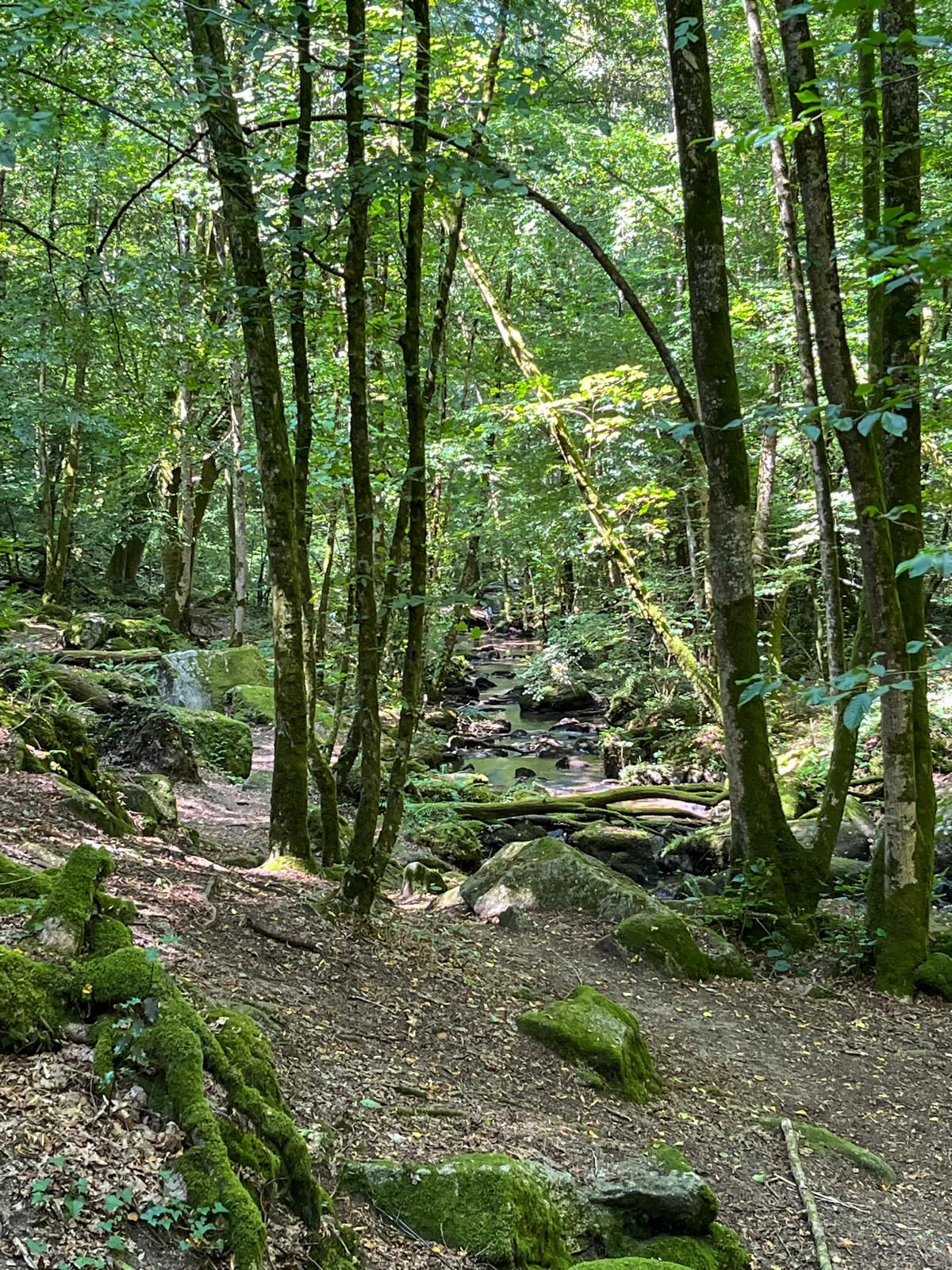 Photo of a forest in Nieul near Limoges, a natural setting that I want to protect.